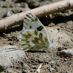 Butterflies, Skippers and Moths - Lepidoptera