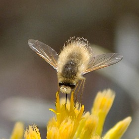 Flies - Diptera