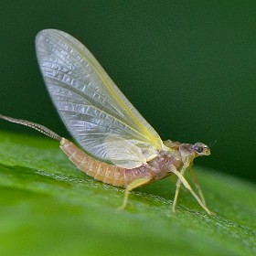 Aquatic Insects