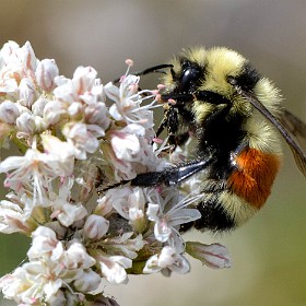 Terrestrial Insects