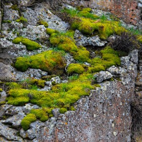 Bryophytes
