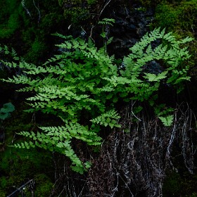 Lichens