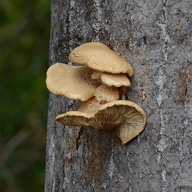 Fungi