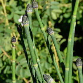 Bryophytes