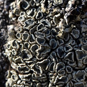 Lichens
