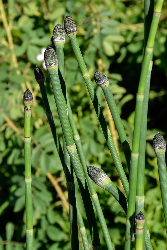 Horsetail