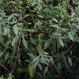 Apocynum-cannabinum Indian-hemp 2