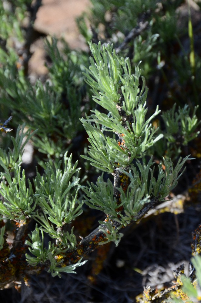 Scabland sagebrush - Artemisia rigida (2)