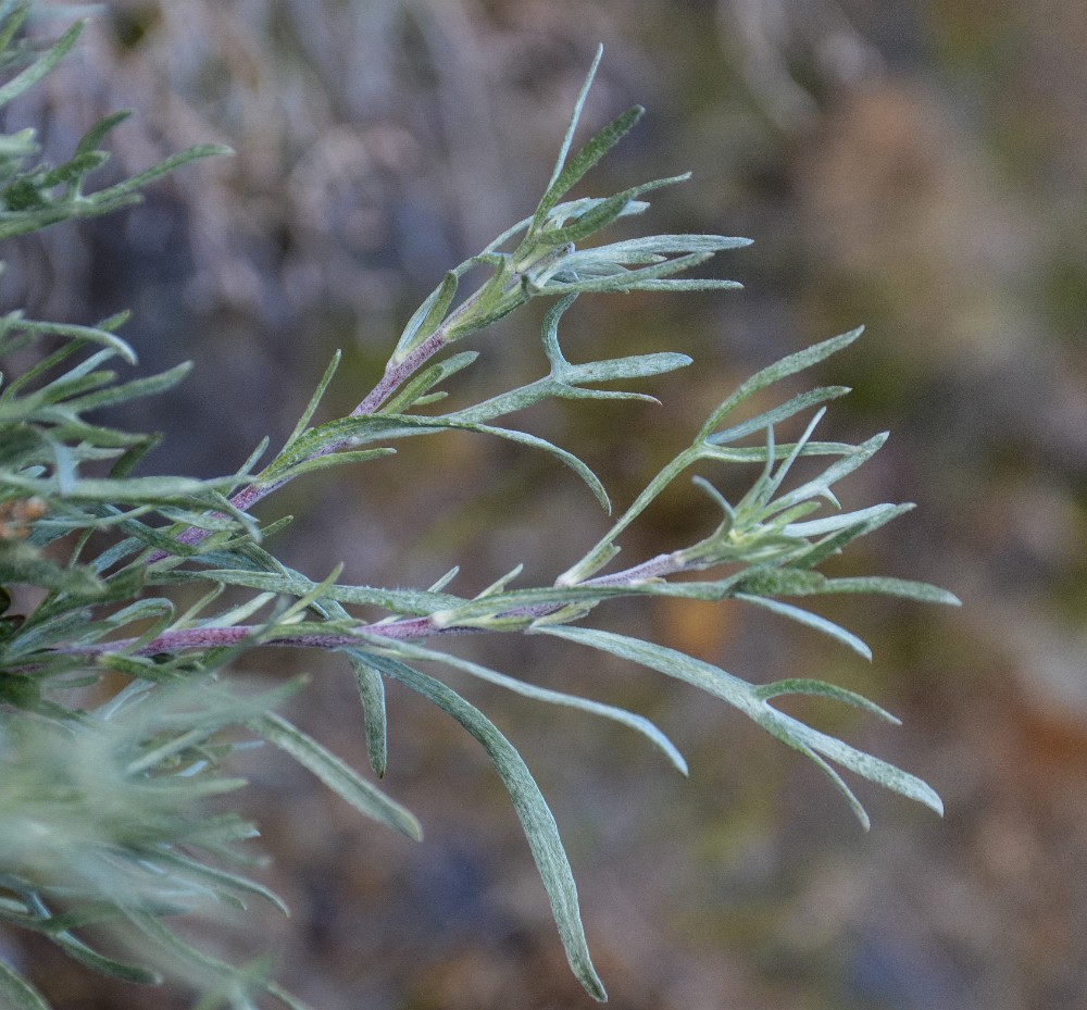 Scabland sagebrush - Artemisia rigida (3)