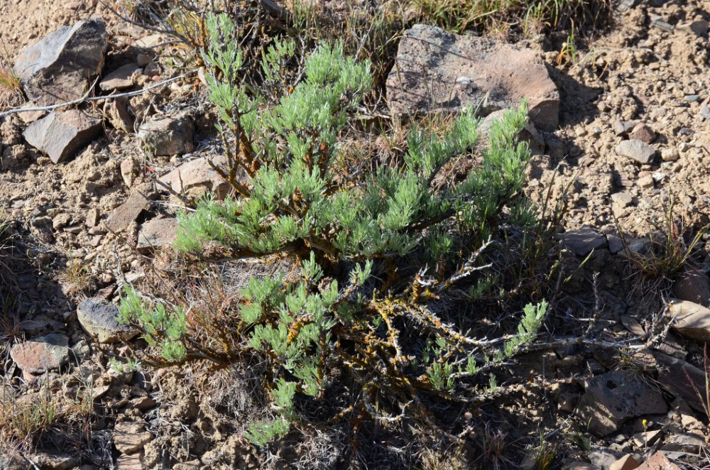 Scabland sagebrush - Artemisia rigida