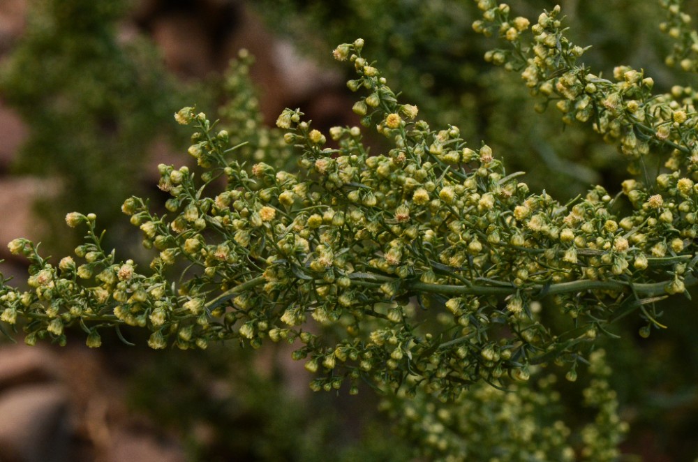 Wild Tarragon - Artemisia dracunculus