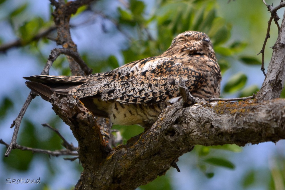 Nighthawk