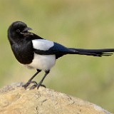 Magpie