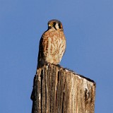 Kestrel