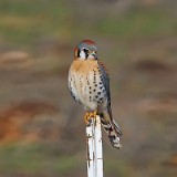Kestrel 1
