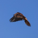 Kestrel 5