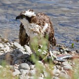 Osprey 6