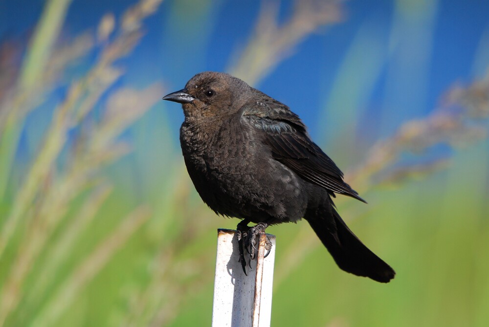 Brewer's-blackbird-female-2
