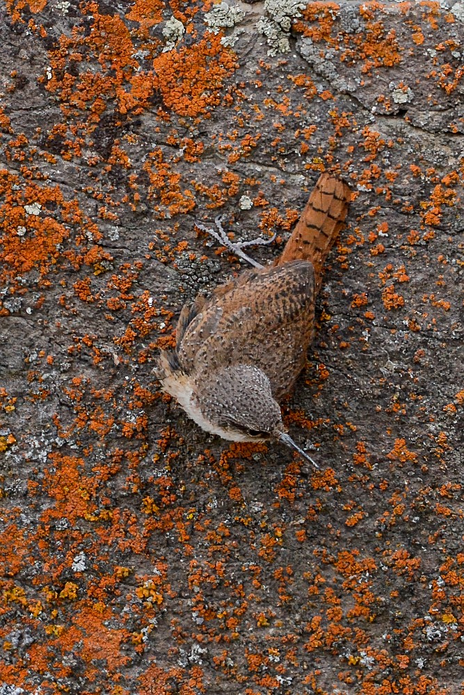 Canyon-wren