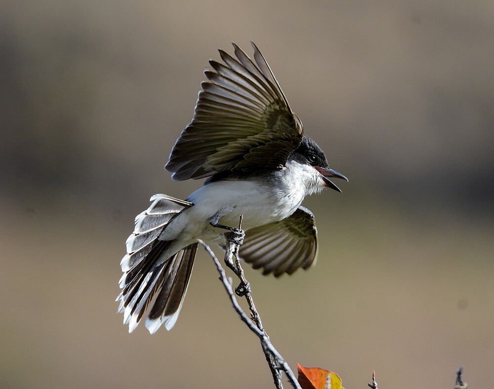 Eastern-Kingbird-windy-day