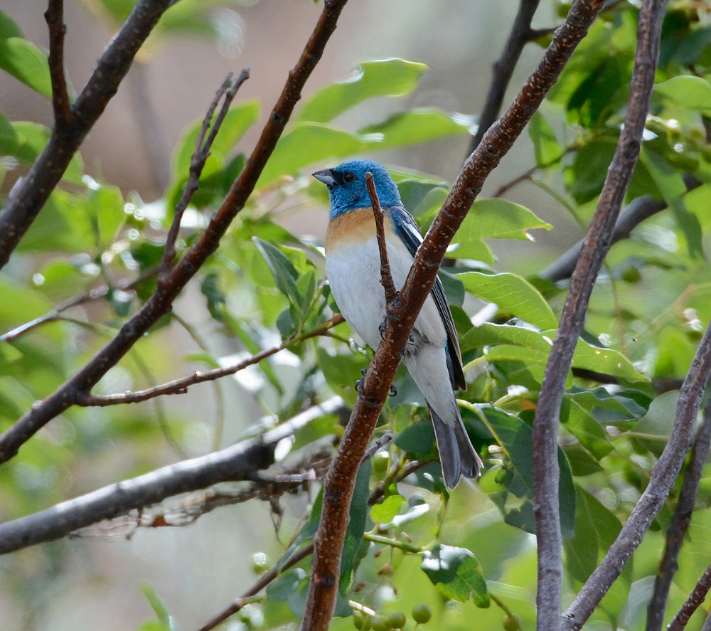 Lazuli-Bunting