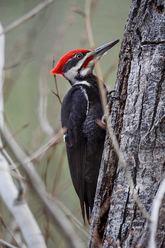 Pileated-Woodpecker