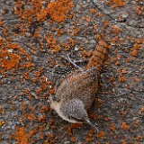 Canyon-wren