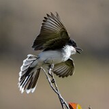 Eastern-Kingbird-windy-day