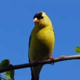 American Goldfinch