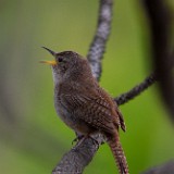 House Wren