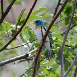 Lazuli-Bunting