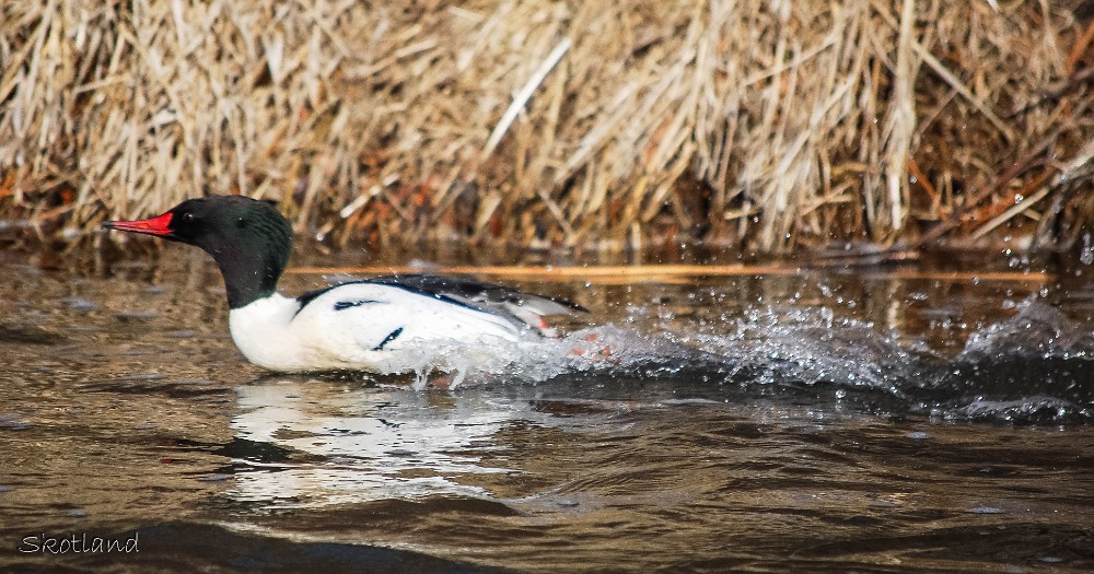 Merganser