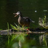 Mallerd-hen
