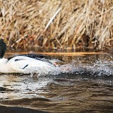 Merganser