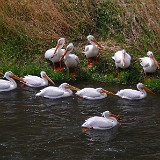 Pelicans