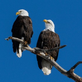 Raptors