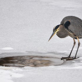 Wading Birds