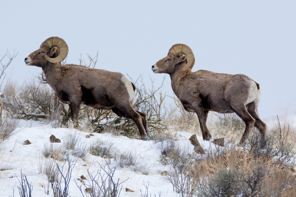 December Rams