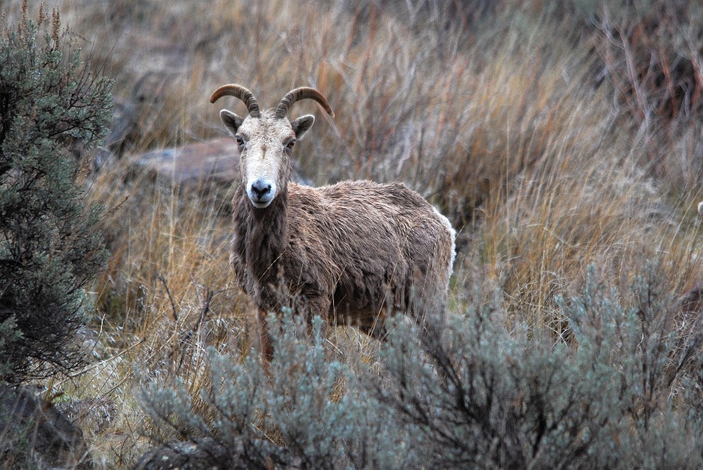 Ewe