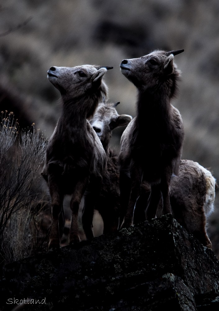 Lambs
