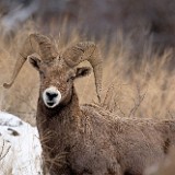 Bighorn Ram