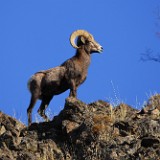 Bighorn