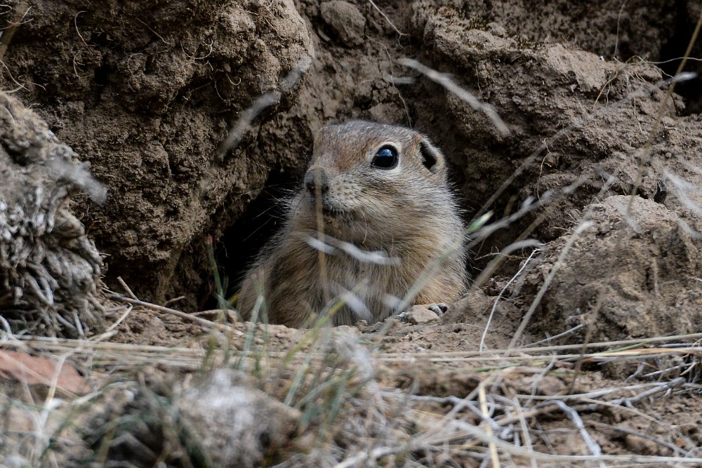 Piute Ground Squirrel (1)