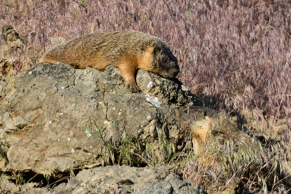 Yellow-bellied marmot
