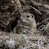 Piute Ground Squirrel (1)