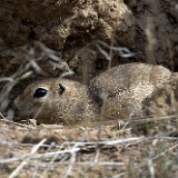 Piute Ground Squirrel