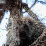 Porcupine