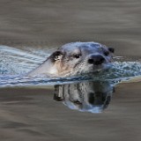 River Otter