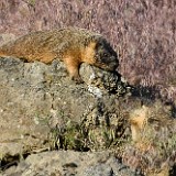 Yellow-bellied marmot