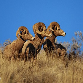 Bighorn Sheep